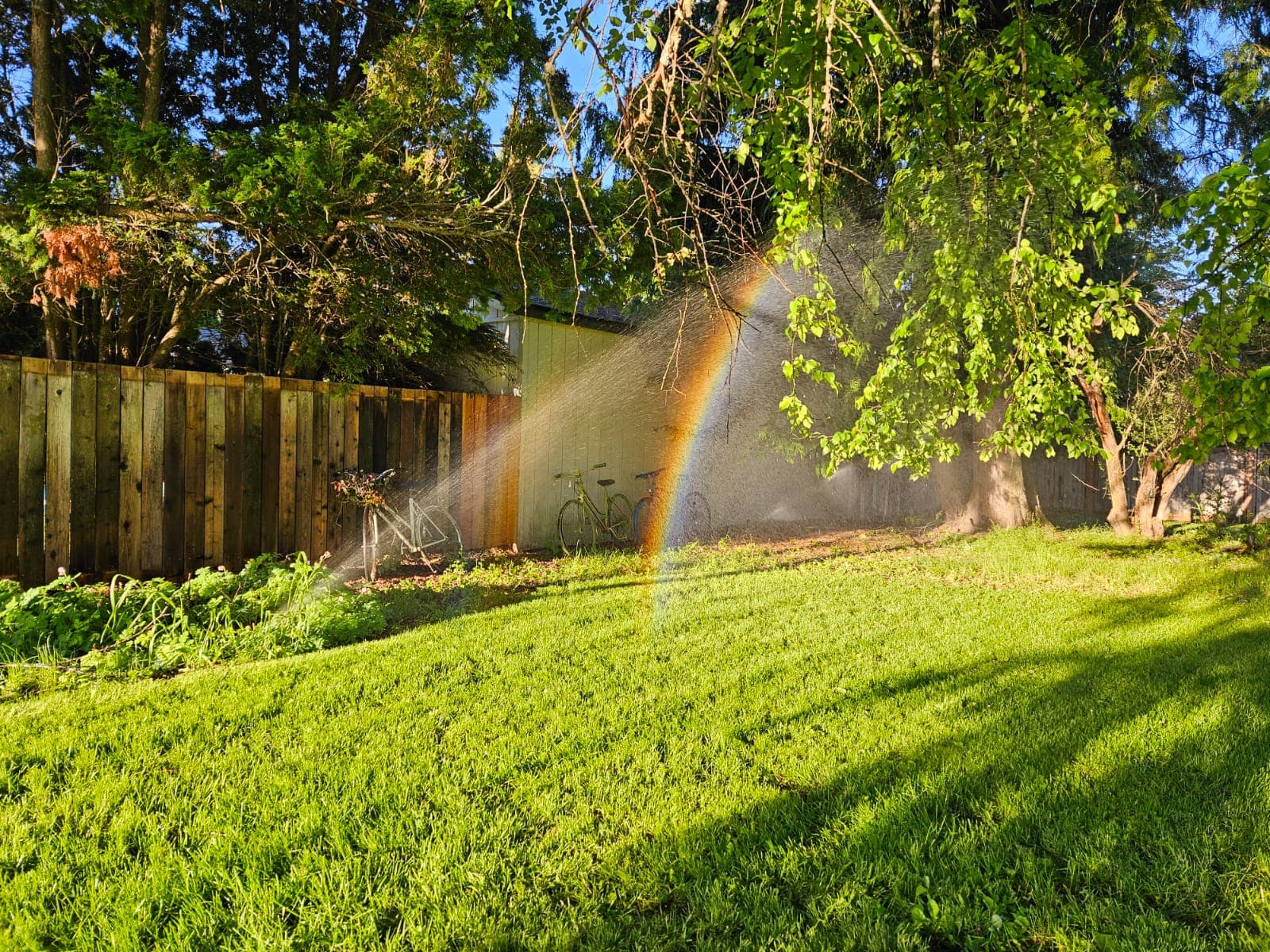 Sprinkler spray casting a rainbow across a green backyard