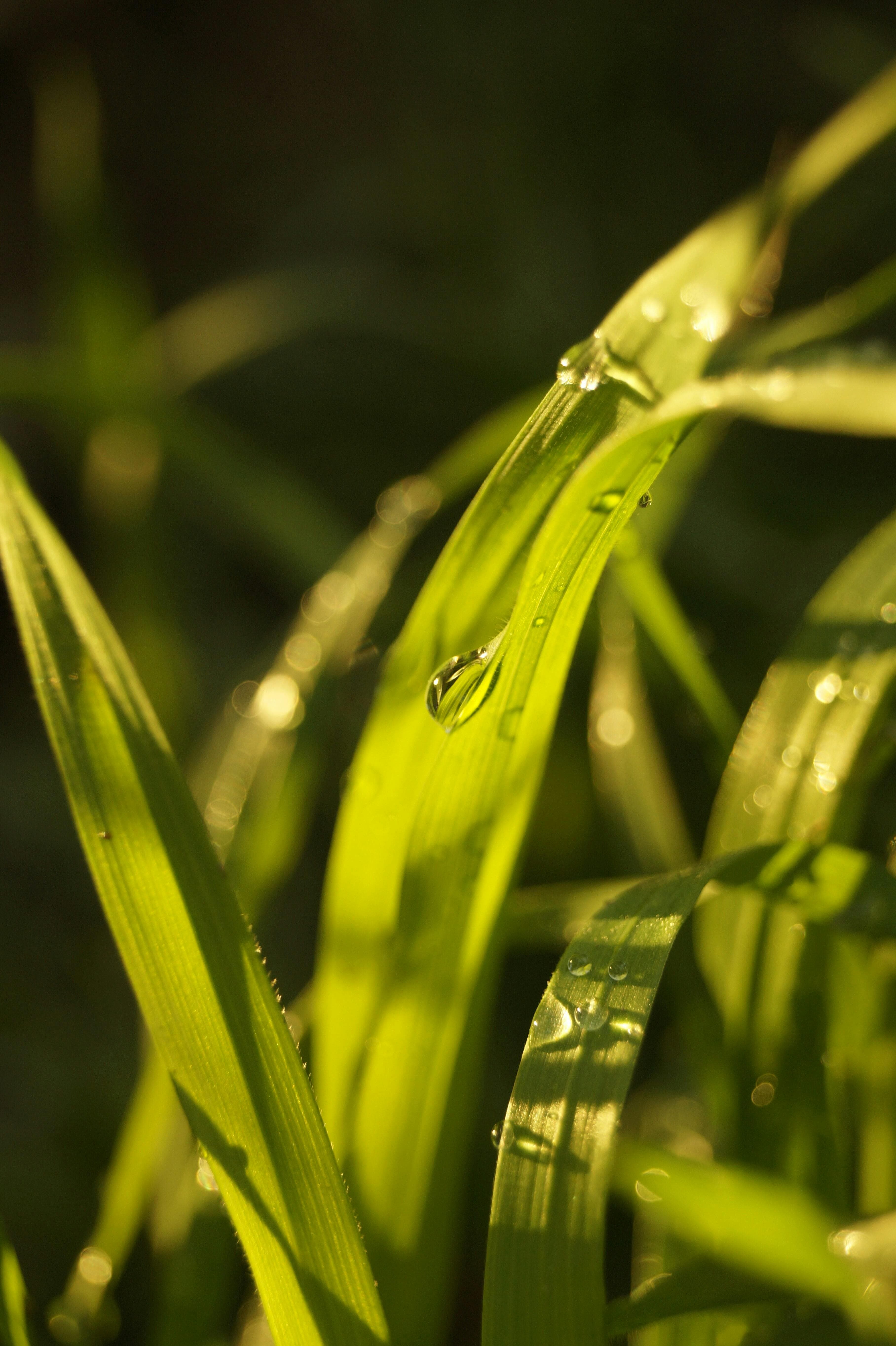 Close-up of healthy grass blades with water droplets