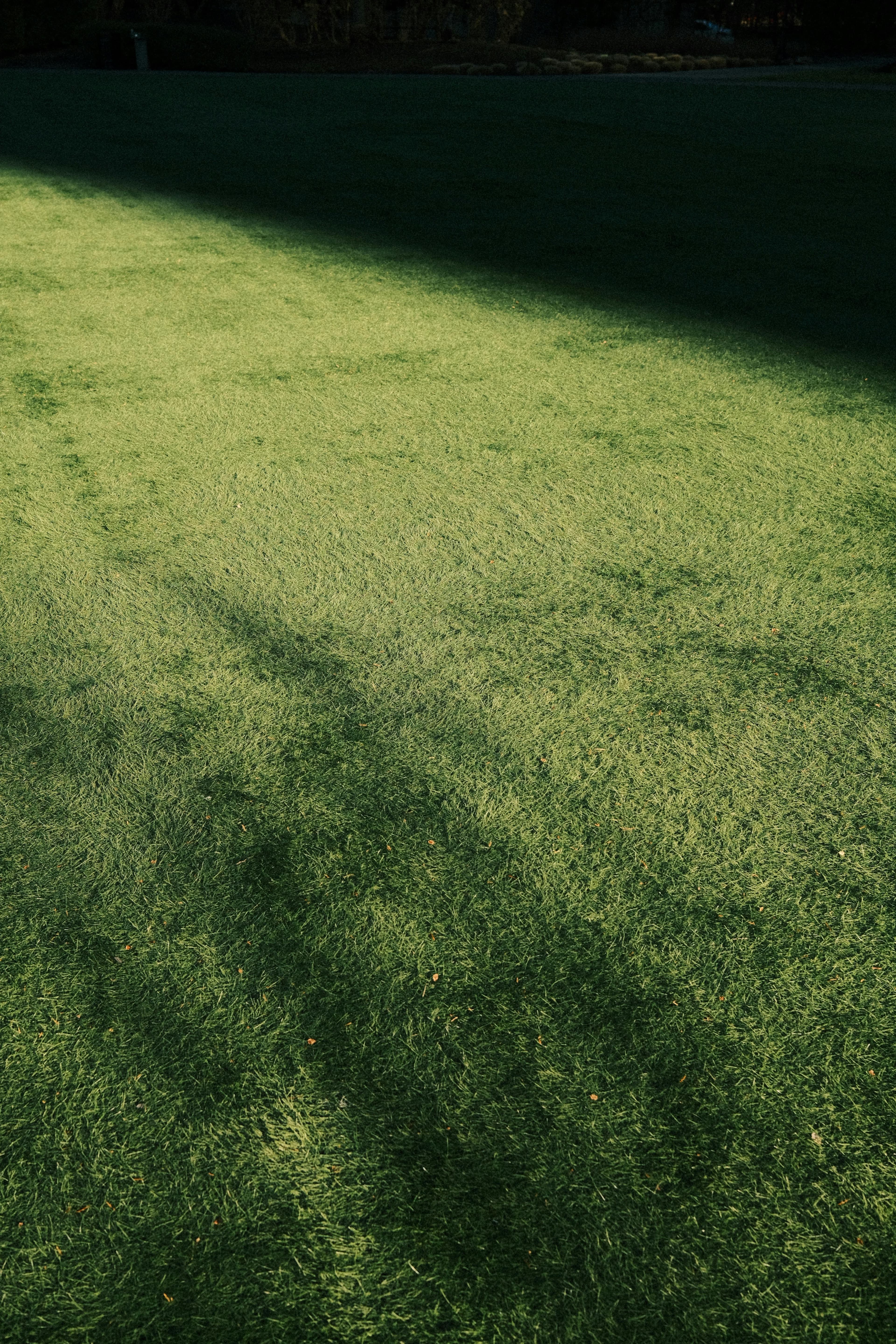 Lush green lawn with dappled sunlight