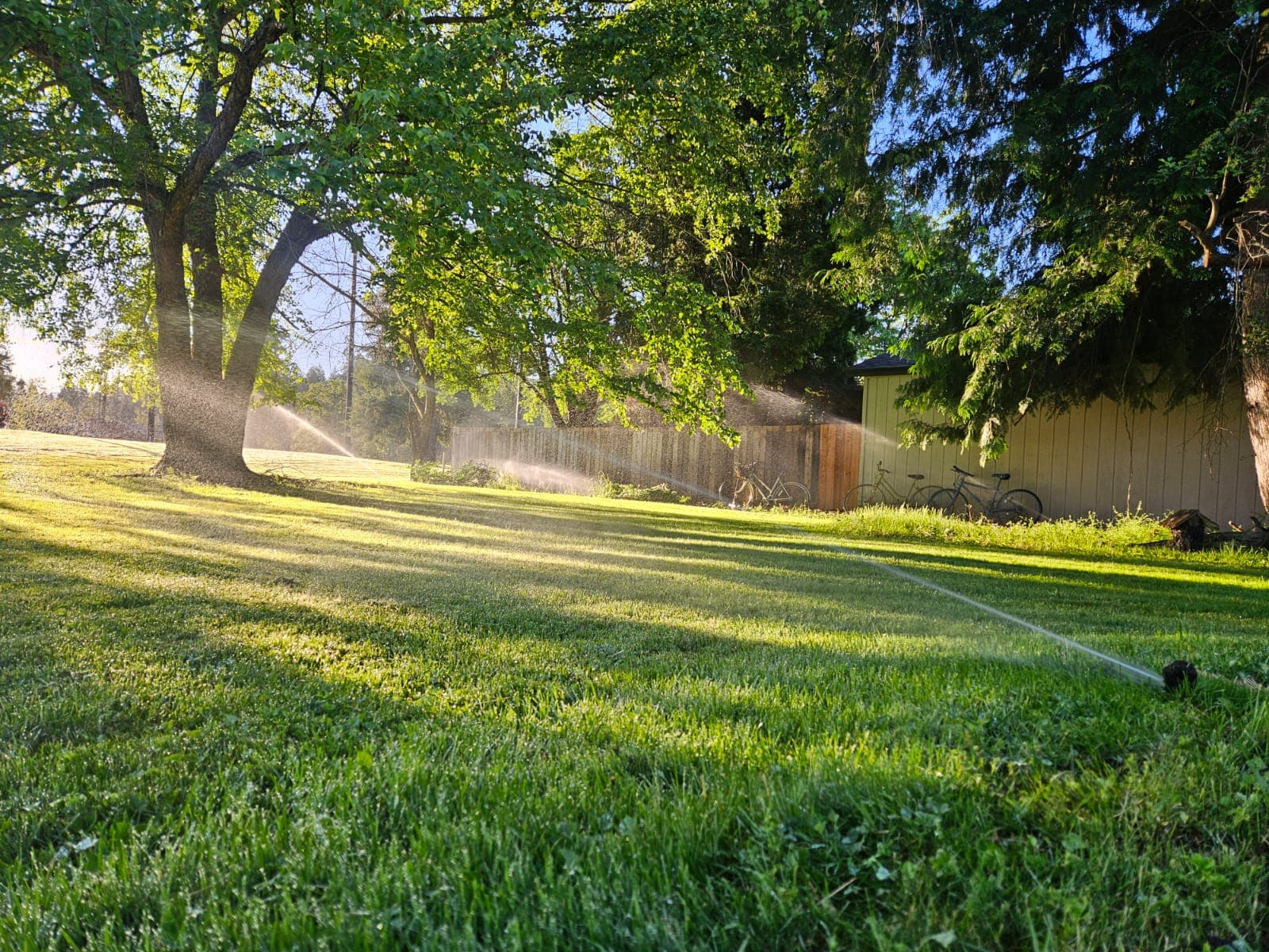 Multiple sprinklers watering a tree-shaded lawn in the morning sun