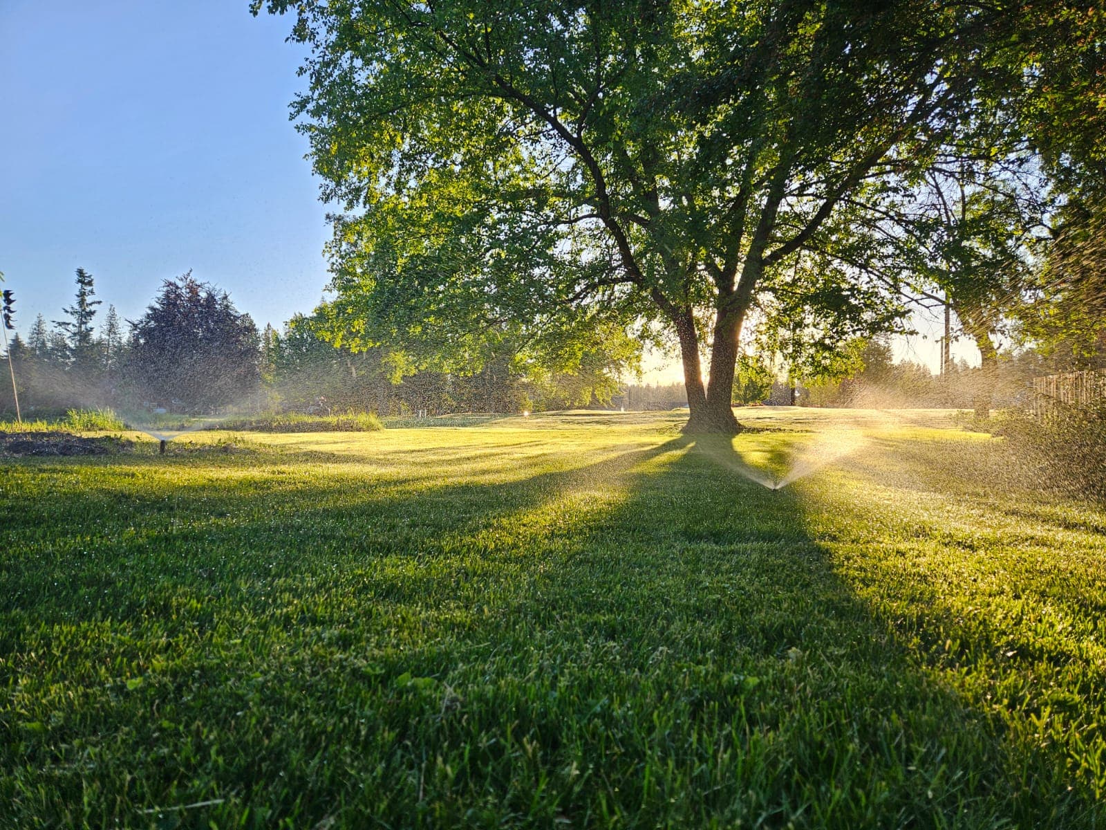 Lush green lawn at sunrise kept healthy by a Selkirk Sprinklers irrigation system in Sandpoint, Idaho
